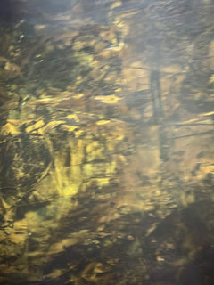 Withered Lotus